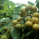 Big longans  screen for extension Chrome web store in OffiDocs Chromium