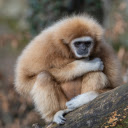 Big monkey  screen for extension Chrome web store in OffiDocs Chromium