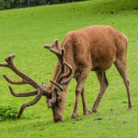 Big moose  screen for extension Chrome web store in OffiDocs Chromium