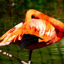 Big Orange Bird  screen for extension Chrome web store in OffiDocs Chromium
