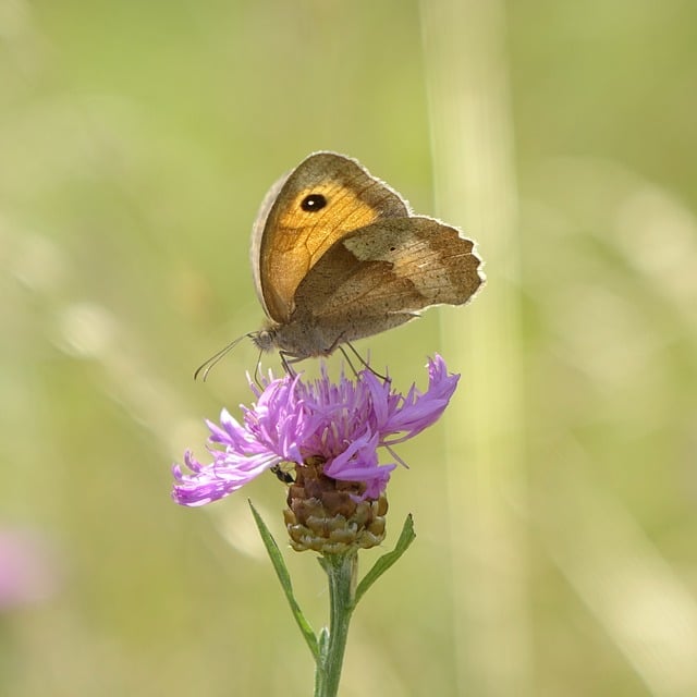 Free download big ox eye butterfly insect animal free picture to be edited with GIMP free online image editor