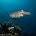 Big round squid fish  screen for extension Chrome web store in OffiDocs Chromium