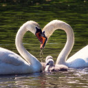 Big swan family  screen for extension Chrome web store in OffiDocs Chromium