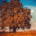 Big tree  screen for extension Chrome web store in OffiDocs Chromium