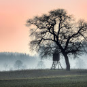 Big tree and small tent  screen for extension Chrome web store in OffiDocs Chromium