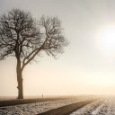 Big tree in the field  screen for extension Chrome web store in OffiDocs Chromium