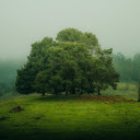 Big Tree on the Hill  screen for extension Chrome web store in OffiDocs Chromium