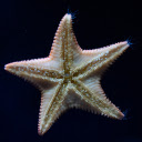 Big White Starfish  screen for extension Chrome web store in OffiDocs Chromium