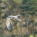 Big winged bird flies  screen for extension Chrome web store in OffiDocs Chromium