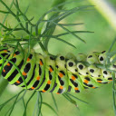 Big worm  screen for extension Chrome web store in OffiDocs Chromium Big worm  screen for extension Chrome web store in OffiDocs Chromium