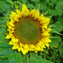 big yellow flower  screen for extension Chrome web store in OffiDocs Chromium