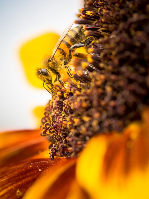 ดาวน์โหลดฟรี bi แมลง ธรรมชาติ ดอกไม้ มาโคร ฟรี เพื่อแก้ไขด้วย GIMP โปรแกรมแก้ไขรูปภาพออนไลน์ฟรี