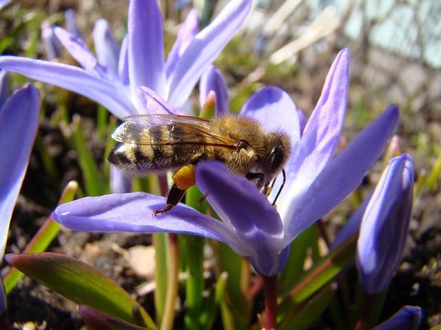 Free download bi insect spring free picture to be edited with GIMP free online image editor