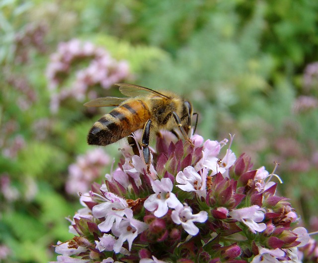Free download bi insect thyme flower herb thyme free picture to be edited with GIMP free online image editor
