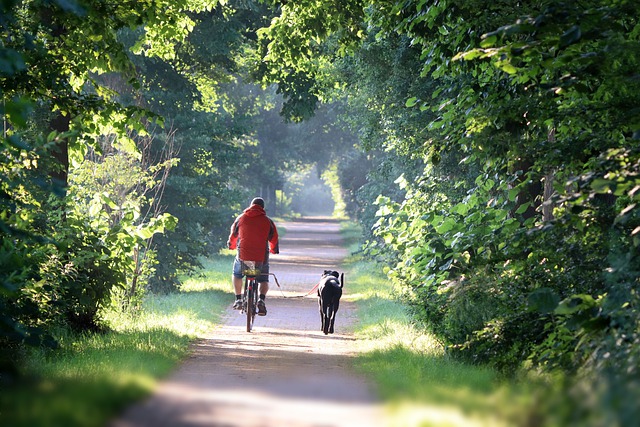 Free download bike cyclist dog trees summer free picture to be edited with GIMP free online image editor