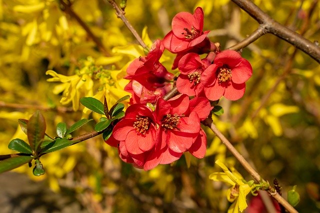 Скачать бесплатно Bill Quince Seasonal - бесплатное фото или изображение для редактирования с помощью онлайн-редактора изображений GIMP