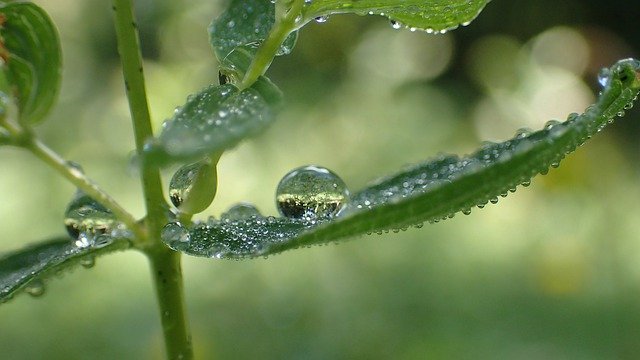 Free download Biodiversity Water Green -  free photo or picture to be edited with GIMP online image editor