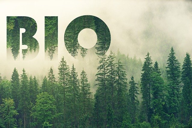 Free download Bio Forest Nature -  free photo or picture to be edited with GIMP online image editor