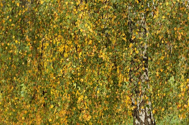Free download Birch Autumn Leaves -  free photo or picture to be edited with GIMP online image editor