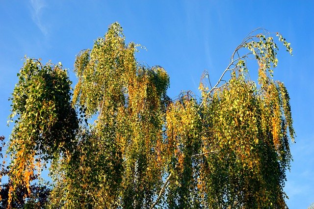 Free download Birch Autumn Nature -  free photo or picture to be edited with GIMP online image editor