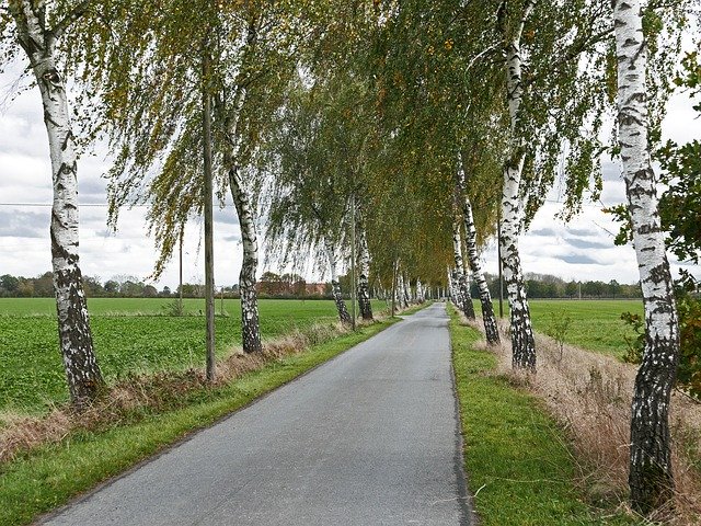 Téléchargement gratuit de Birch Avenue Frühherbst Dirt Track - photo ou image gratuite à modifier avec l'éditeur d'images en ligne GIMP