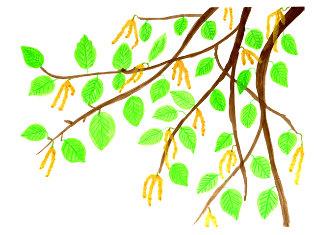 Free download Birch Branch Leaves -  free illustration to be edited with GIMP free online image editor