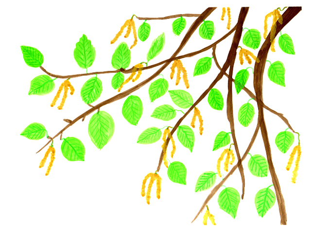 Bezpłatne pobieranie Liście gałęzi brzozy - bezpłatna ilustracja do edycji za pomocą bezpłatnego edytora obrazów online GIMP