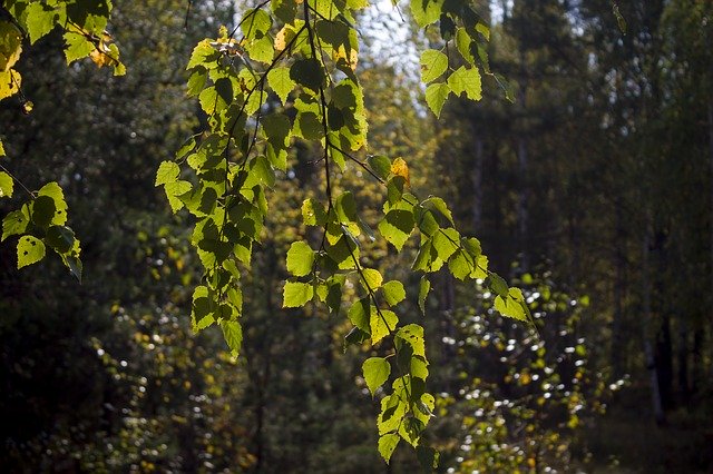 Free download Birch Foliage Autumn -  free photo or picture to be edited with GIMP online image editor