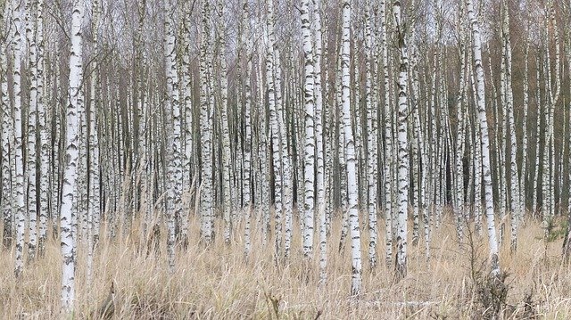 ดาวน์โหลดฟรี Birch Forest - ภาพถ่ายหรือรูปภาพฟรีที่จะแก้ไขด้วยโปรแกรมแก้ไขรูปภาพออนไลน์ GIMP