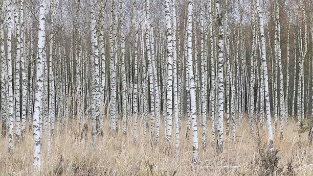 Скачать бесплатно Березовый лес - бесплатное фото или изображение для редактирования с помощью онлайн-редактора изображений GIMP