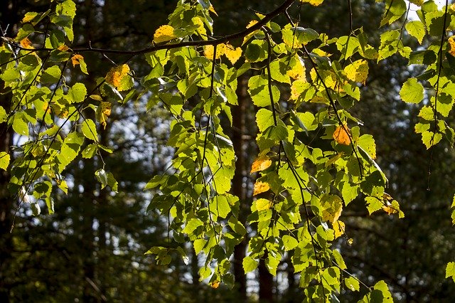 Free download Birch Leaves Autumn -  free photo or picture to be edited with GIMP online image editor