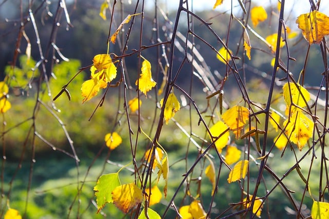 Free download birch leaves autumn woods forest free picture to be edited with GIMP free online image editor