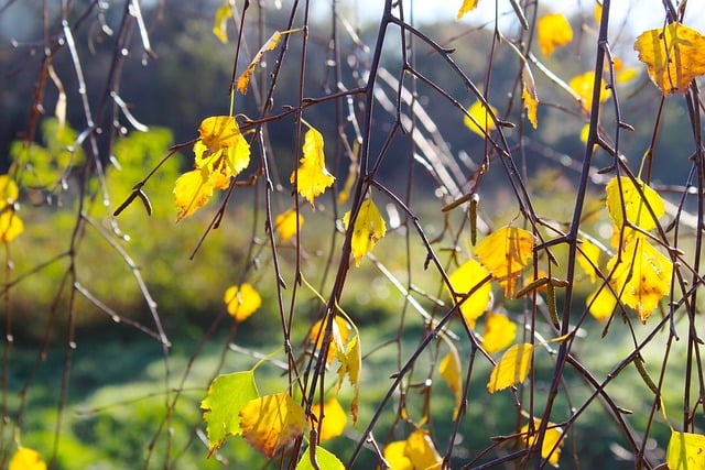 Scarica gratuitamente l'immagine gratuita della foresta di foglie di betulla dei boschi autunnali da modificare con l'editor di immagini online gratuito GIMP