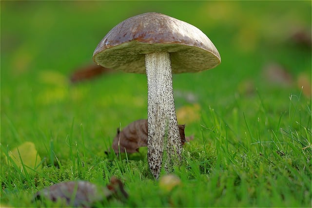Безкоштовно завантажити березовий гриб їстівний гриб безкоштовне зображення для редагування за допомогою безкоштовного онлайн-редактора зображень GIMP