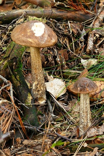 تحميل مجاني Birch Mushroom Leccinum Scabrum - صورة مجانية أو صورة لتحريرها باستخدام محرر الصور على الإنترنت GIMP