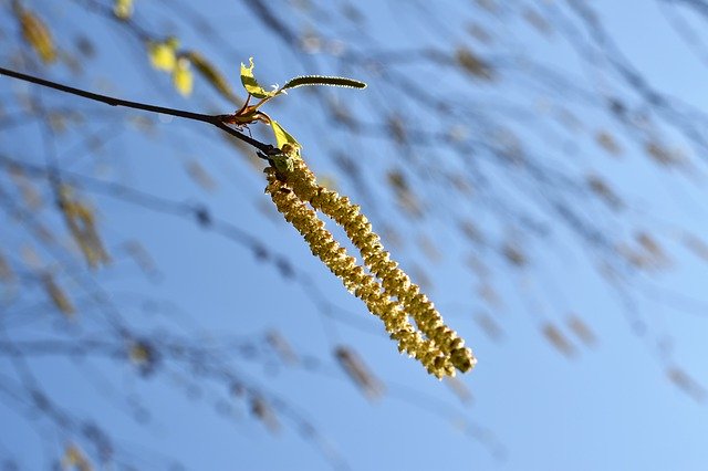 Free download Birch Tree Catkins Green Blue -  free photo or picture to be edited with GIMP online image editor
