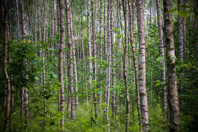 Free download birch tree forest nature landscape free picture to be edited with GIMP free online image editor