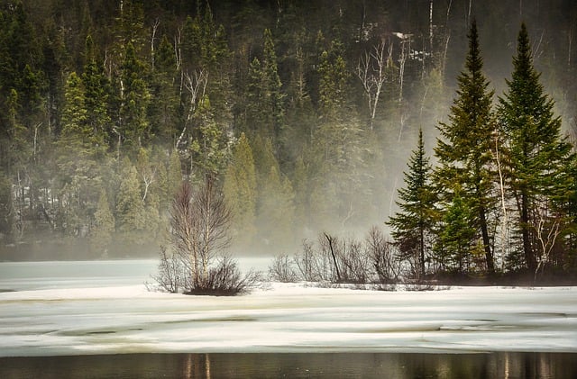Free download birch trees forest conifers ice free picture to be edited with GIMP free online image editor