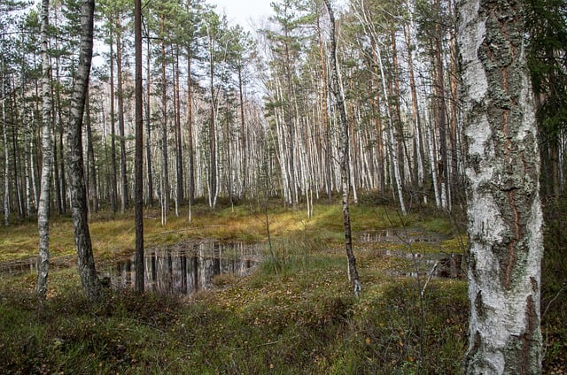 Free download birch trees forest lake nature free picture to be edited with GIMP free online image editor