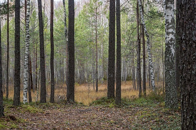 Free download birch trees pine trees forest free picture to be edited with GIMP free online image editor