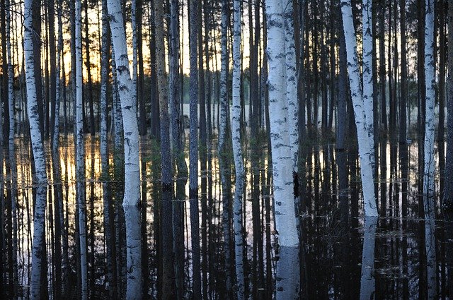 Free picture Birch Trees Water Lake -  to be edited by GIMP free image editor by OffiDocs