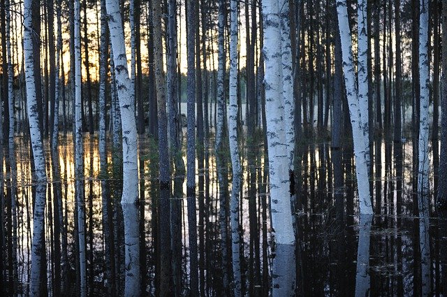 Gratis download Birch Trees Water Lake - gratis foto of afbeelding om te bewerken met de GIMP online afbeeldingseditor