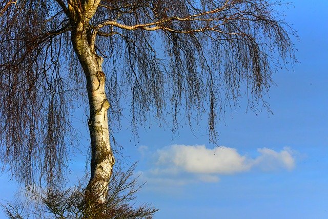 Kostenloser Download Birkenstamm Zweige Weiß - kostenloses Foto oder Bild zur Bearbeitung mit GIMP Online-Bildbearbeitung