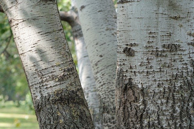 Free download Birch Tribe Trees -  free photo or picture to be edited with GIMP online image editor