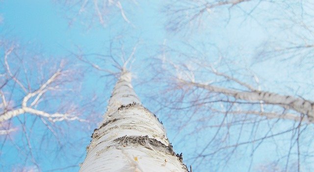Free download birch winter white sky twig free picture to be edited with GIMP free online image editor