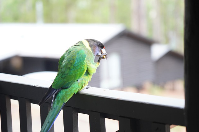 Free download bird 28th parrot parrot free picture to be edited with GIMP free online image editor