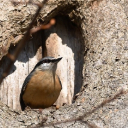 BIRD 2 Theme  screen for extension Chrome web store in OffiDocs Chromium