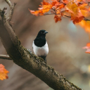 BIRD 3 Theme  screen for extension Chrome web store in OffiDocs Chromium
