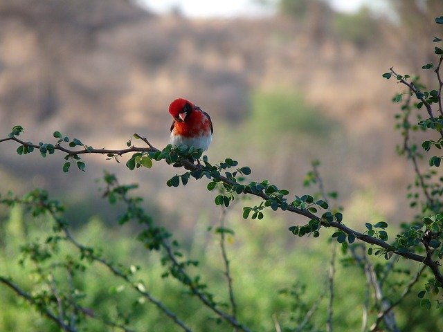 Free download Bird Africa -  free photo or picture to be edited with GIMP online image editor