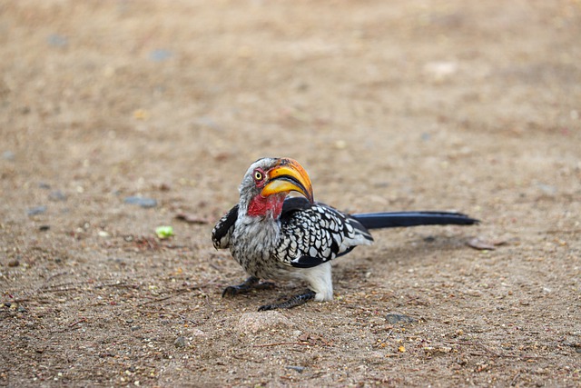 Free download bird africa beak multicoloured free picture to be edited with GIMP free online image editor
